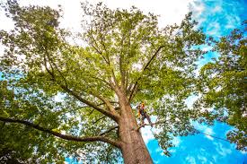 Normandy, MO Tree Care  Company